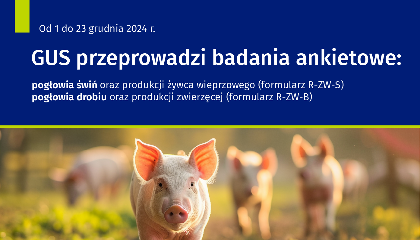 Napis "GUS Przeprowadzi badania ankietowe pogłowia świń oraz produkcji żywca wieprzowego (R-ZW-S) i Badanie pogłowia drobiu oraz produkcji zwierzęcej (R-ZW-B)" Poniżej obraz przedstawiający świnie.