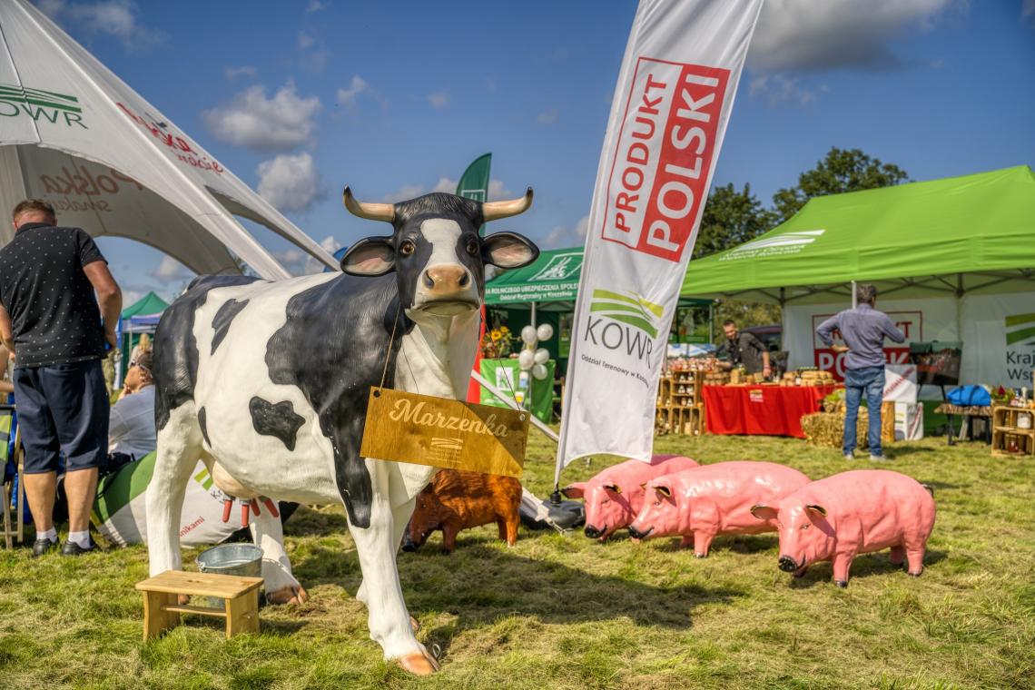 14. Marzenka – sztuczna krowa która można wydoić