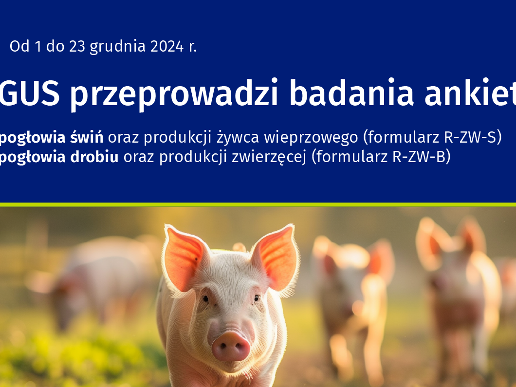 Napis "GUS Przeprowadzi badania ankietowe pogłowia świń oraz produkcji żywca wieprzowego (R-ZW-S) i Badanie pogłowia drobiu oraz produkcji zwierzęcej (R-ZW-B)" Poniżej obraz przedstawiający świnie.
